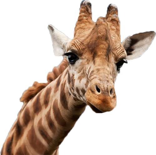 Guarani Sport O Dna Da Pedagogia Esportiva