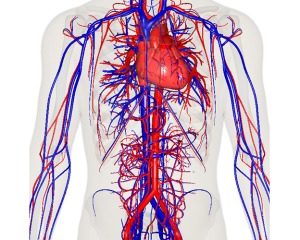 Doenças cardiovasculares